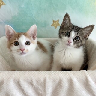 【7/15芝浦】超甘えん坊わんこみたいな兄弟