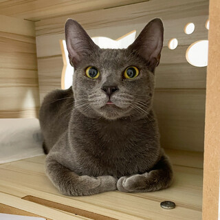 【9/8新橋】ハンデに負けないグレーとキジの姉妹