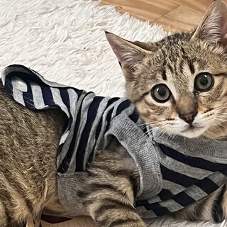 幸せを呼ぶカギしっぽの男の子　里親様募集中です
