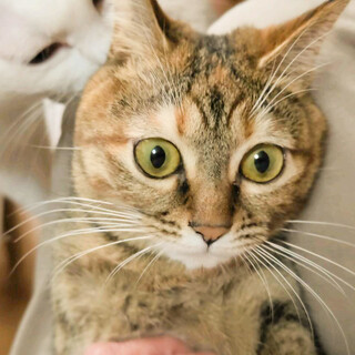 募集停止人大好き幼さの残る可愛い女の子❤️バトン