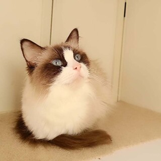 モフモフの甘えたさん