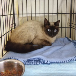 トライアル中　シャム柄ブルーアイのウンベルト君