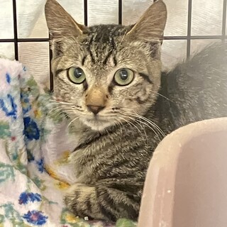 トライアル中　興味津々キジトラジェフリー