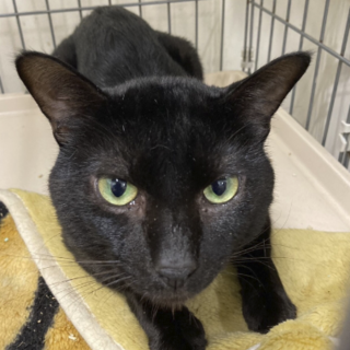 お迎え待ち❗️慣れてる黒猫レイモンド