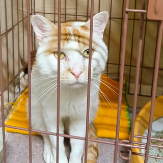 ８月14期限❗️イケニャン丸々ボディ茶白