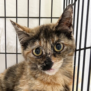 ８月14日期限❗️めっちゃ人慣れスリスリっ子