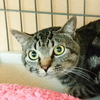 期限８月14❗️めっちゃなれなれ丸顔キジトラ