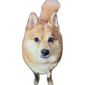 【一旦募集終了とさせていただきます】