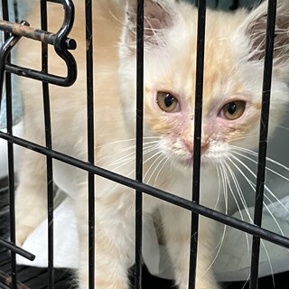 トライアル❗️人に慣れてる綺麗な子猫つるまる