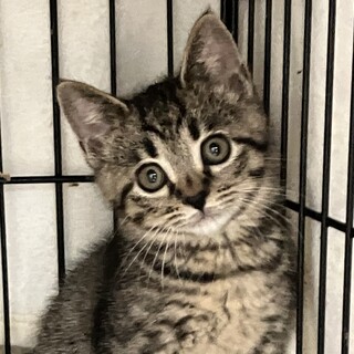 トライアル❗️人に慣れてるキジトラあおかね君