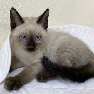 ペア譲渡必須シャム柄ブルーアイ君約2ヶ月