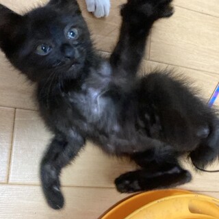 ちょいモフ毛玉ちゃん甘えん坊姫約2ヶ月