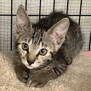 8/14期限❗️人大好きキジトラ美猫女子明朝