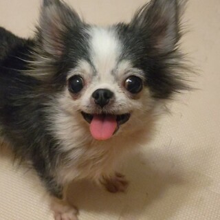 チワワ、ゆうの家族を募集します。