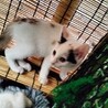 白メインの三毛ちゃんべた慣れ仔猫二カ月半 サムネイル4