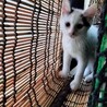 白メインの三毛ちゃんべた慣れ仔猫二カ月半 サムネイル6