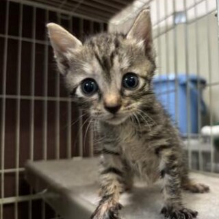 可愛すぎるキジトラ子猫ちゃん。