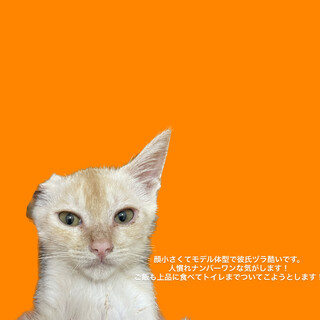 保護にゃんの6兄弟