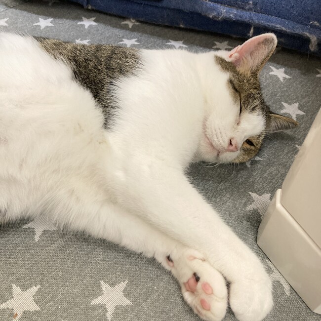 DOG LINEのカバー写真