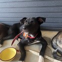 黒ラブ風☆野犬の子犬ちゃん　約5ヶ月女の子