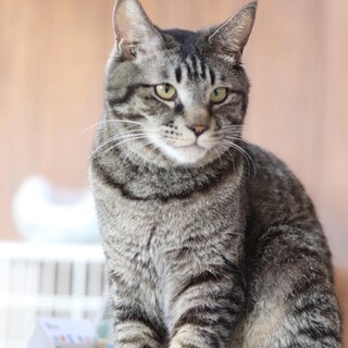 キジトラ　傑(すぐる)くん　里親様募集♡