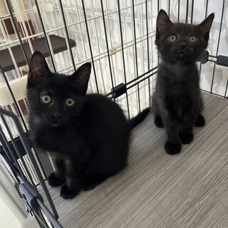 かまってちゃんな甘えん坊くん