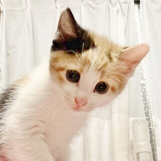 ★里親様決定!★おっとりさんきれい三毛❤レイちゃん