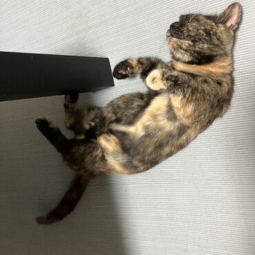 警戒心がなくなった？