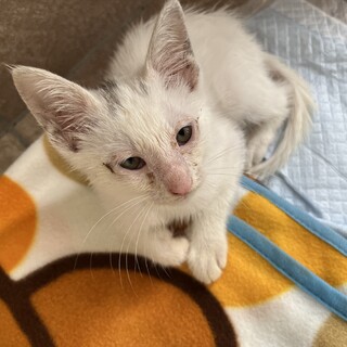 1ヶ月半〜2ヶ月の子猫　白