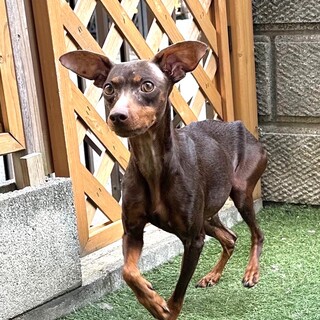 超甘えっ子ミニピン女の子3歳くらい