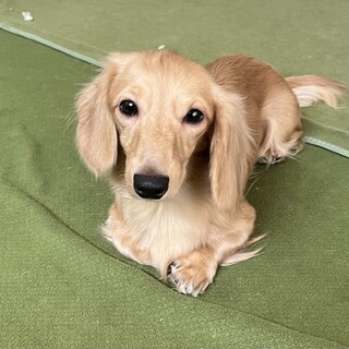 事情で飼育放棄されたMダックス１歳くらいの男の子