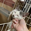 可愛いサバ白の子猫3ヶ月♪