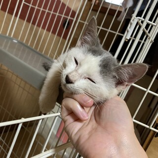 可愛いサバ白の子猫3ヶ月♪