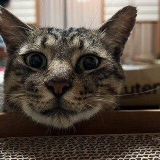 里親さん募集！人が大好き！