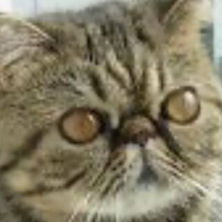 5歳の女の子になります。