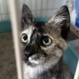 とても甘えん坊な美形サビちゃん