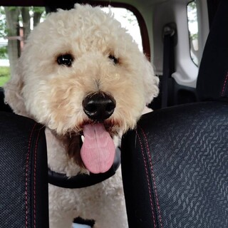 元気な2歳のスタンダードプードル