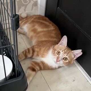 アメショ風の女の子