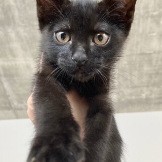 人がだいすき♡もうくん