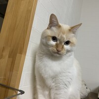 うめのすけ