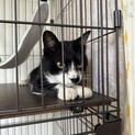 ハチワレ靴下ちゃん