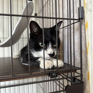 ハチワレ靴下ちゃん