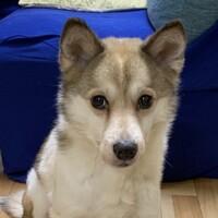 しんのすけ