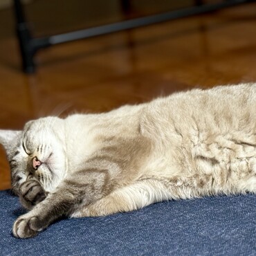 彼は野生をうしなっている