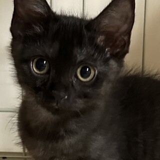 元気いっぱいわんぱく小僧　リキ君