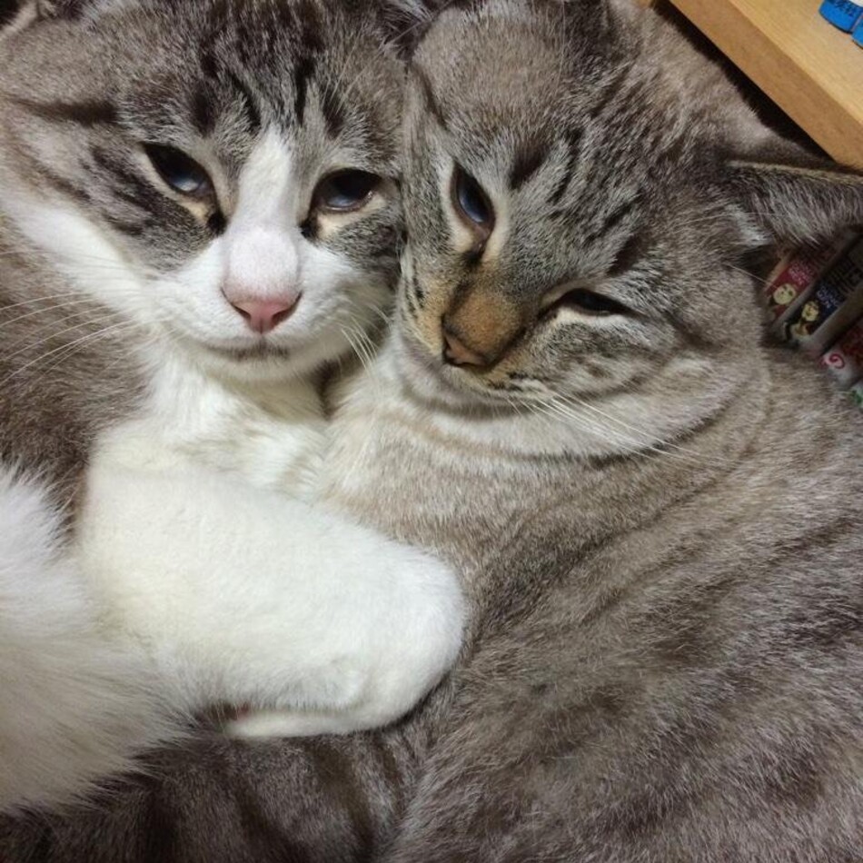 まめのカバー写真