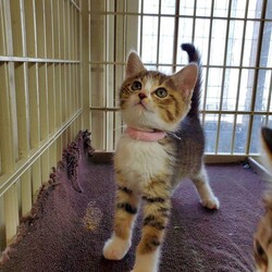 待ちねこ譲渡会　子猫が大集合！