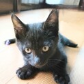 2ヶ月半 黒猫 オス 可愛いです！