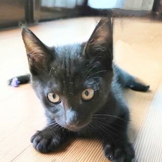 2ヶ月半 黒猫 オス 可愛いです！