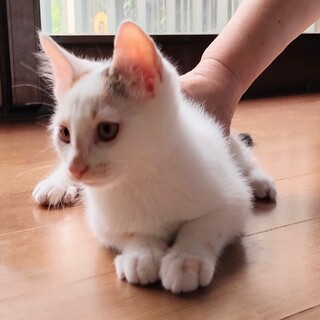 2ヶ月半 三毛 メス 可愛いです！